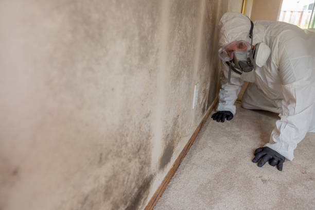 Why You Should Choose Our Mold Remediation Services in Brookmont, MD